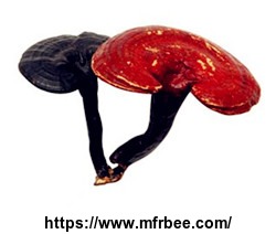 reishi_mushroom_extract_polysaccharides_20_percentage30_percentage
