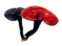 more images of Reishi Mushroom Extract Polysaccharides 20%30%