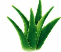 more images of high quality Aloes P.E. 10:1
