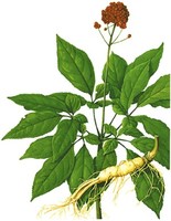 more images of Ginseng P.E. Ginsenosides 80%