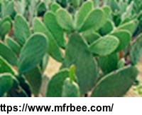 sale_discount_top_quality_cactus_extract_10_1_20_1
