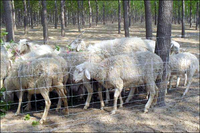 SHEEP & GOAT FENCE