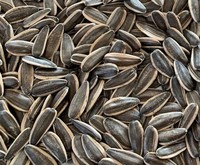 more images of sunflower seeds China origin