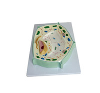 PVC plastic Plant Cell anatomical educational  teaching biological botony Model