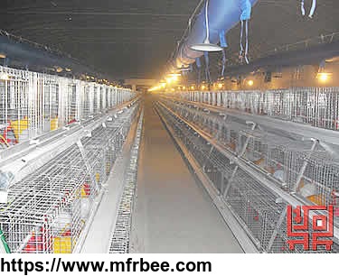 a_frame_semi_automatic_pullet_chicken_cage