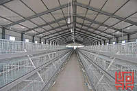 more images of A Frame Semi Automatic Broiler Chicken Cage