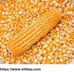local_whole_corn