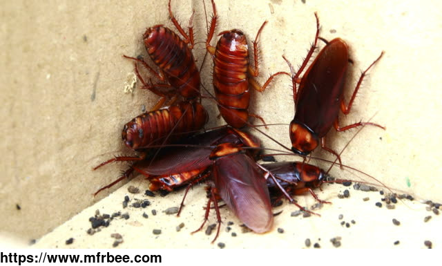 micks_cockroach_control_adelaide