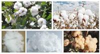 healthy hot selling popular design Organic cotton fiber or  natural colored cotton fiber