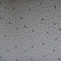 Litter Star Ceiling Tiles