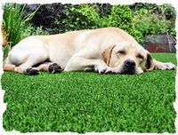 more images of #306814 Pet Artificial Grass supplier