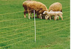 Sheep fencing and goat fencing | Ringlock | hinged joint fencing