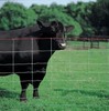 Square deal field fence for caw, sheep feeding application