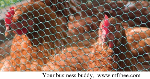 pvc_coated_chicken_wire