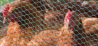 more images of PVC Coated Chicken Wire