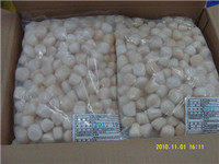 Frozen Scallop Adductor IQF, chemical free, moisture 80%-86%, 10-20, 20-30, 30-40, 40-60, 60-80, 80-100, 100-120, 120-150pcs/lb