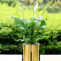 more images of metal flower  stand with flower pot