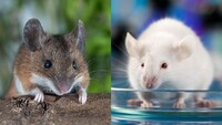 CBD Rodent Control Adelaide