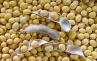 more images of SOYA BEANS,BUTTER BEANS AND BEANS