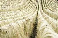 SISAL FIBER AND ROPE FOR SALE