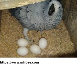 eggs_and_birds