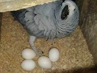 more images of EGGS AND BIRDS