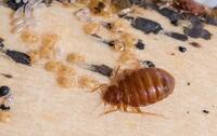 more images of Micks Bed Bug Control Adelaide