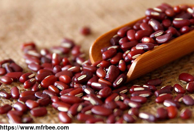 phaseolus_calcaratus_red_phaseolus_beans