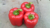 more images of Fresh Pollution-free green health Pepper
