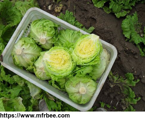 fresh_pollution_free_green_health_lettuce
