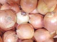 Fresh Pollution-free green health Onion