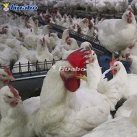 more images of Poultry Farm Equipment Automatic Chain Feeding System for Breeder Chicken