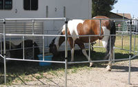Portable horse panels are lightweight for easy assembly
