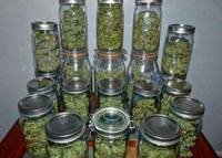 more images of Medical Marijuana