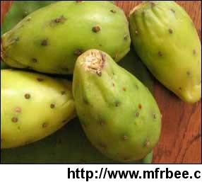 wholesale_supplier_of_prickly_pear_oil