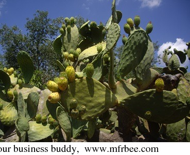 wholesale_supplier_of_prickly_pear_oil