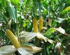 more images of Yellow Corn