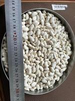more images of white kidney beans