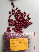 british red kidney beans