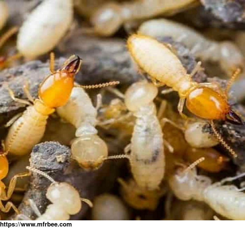 peters_termite_control_adelaide