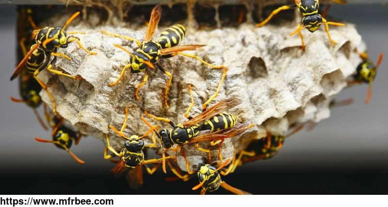 target_wasp_removal