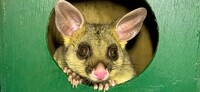 Frontline Possum Removal Canberra