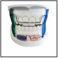Dental Maintainers Retainers Orthodontic Appliance