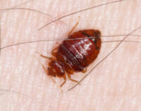 Exit Bed Bugs Control Melbourne
