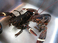 more images of live canadian lobster