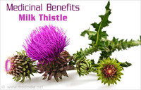 more images of Milk Thistle Extract