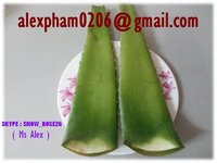 fresh aloe vera leaf, betel leaf, graviola leaf