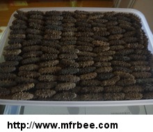 dried_sea_cucumber_for_sale