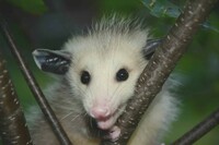 more images of CBD Possum Removal Perth