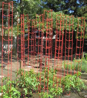 Plastic Tomato Cages